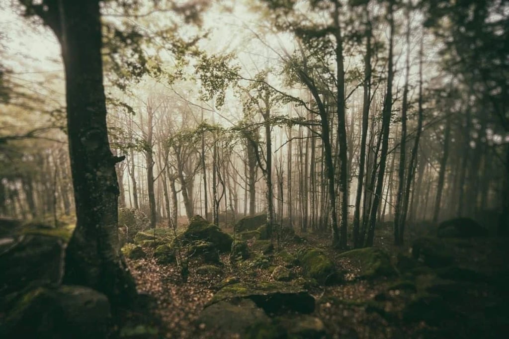 Lord of the Rings trivia quiz image depicting an Ent in Fangorn Forest for the question regarding missing female Ents in Middle Earth
