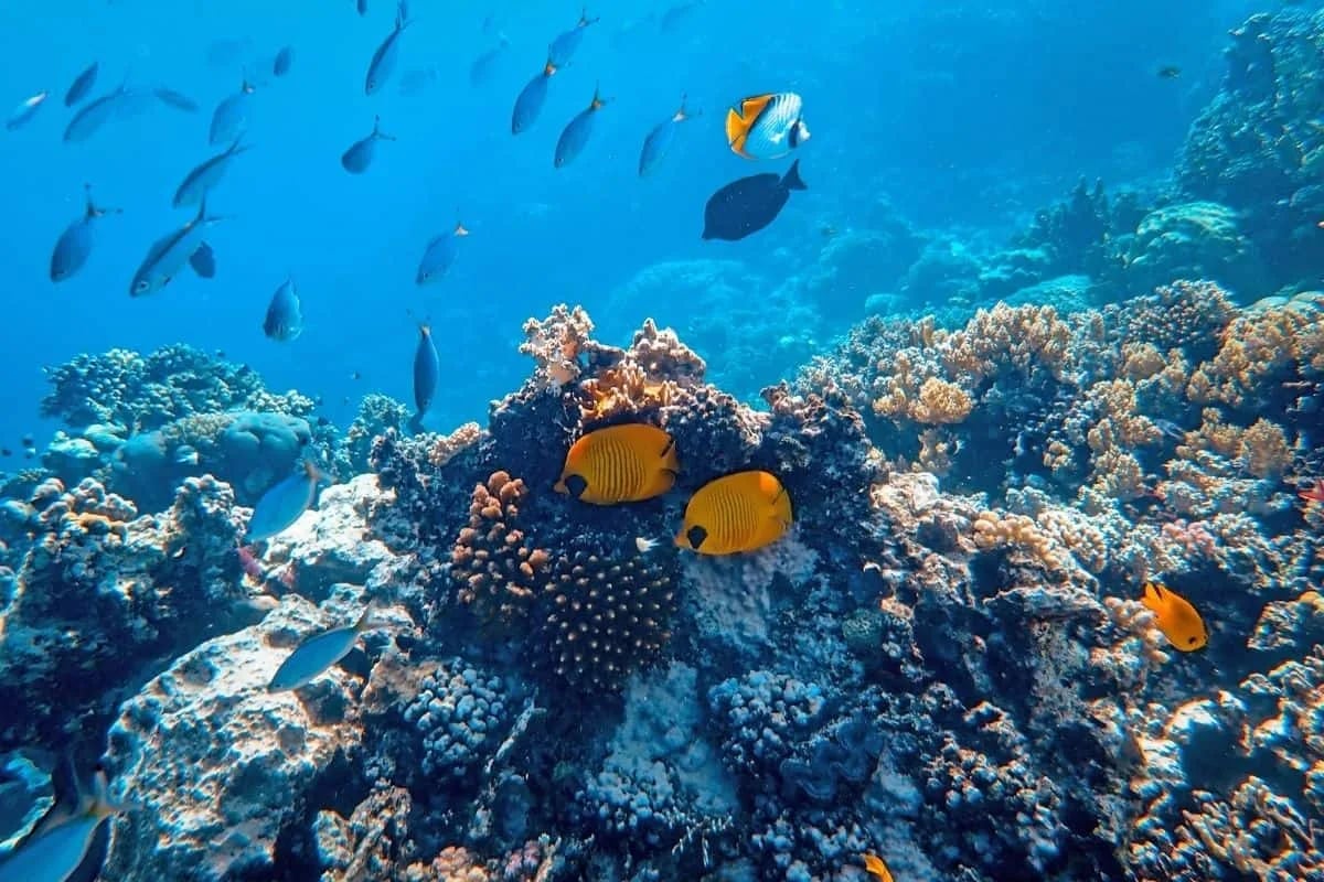 Vibrant underwater scene with colorful tropical fish swimming over coral reef under clear blue water representing settings in movies about underwater