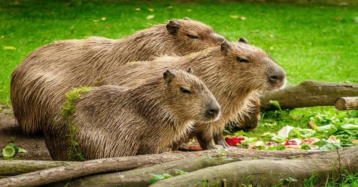 Capybaras resting on grass with fresh leaves and wood, highlighting their peaceful behavior in the wild.