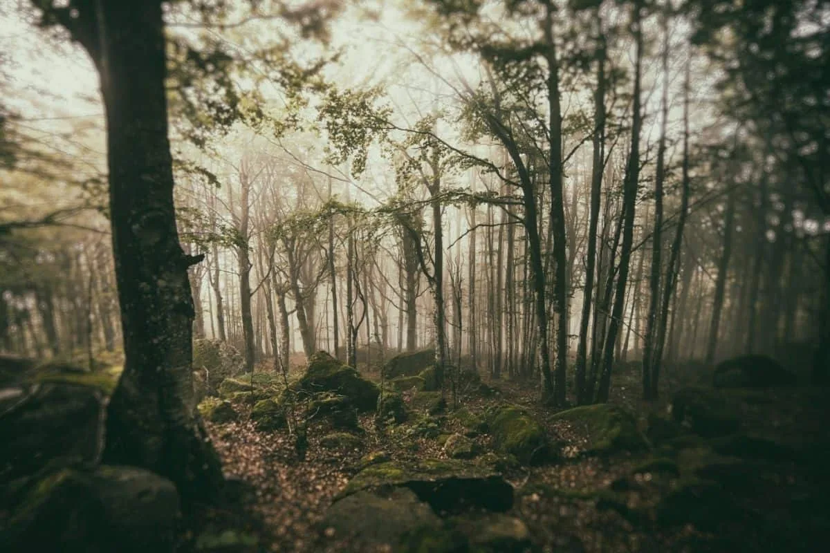 Lord of the Rings trivia quiz image depicting an Ent in Fangorn Forest for the question regarding missing female Ents in Middle Earth